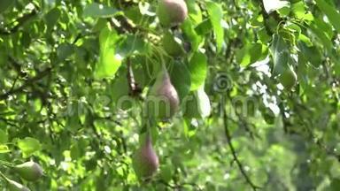 梨树枝满果实生长在有机农场.. 改变焦点。 4K